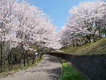 北幹線園路の桜並木